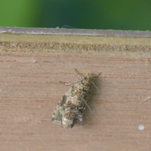 Brandnetel&shy;bladroller