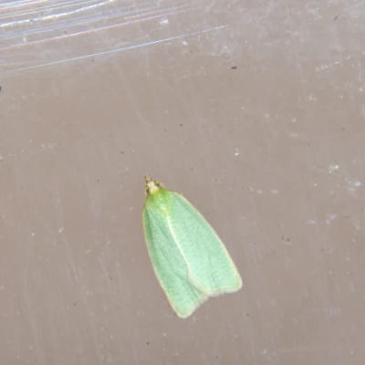 Groene eikenblad&shy;roller