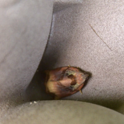 Grote appelblad&shy;roller