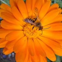 link naar blog: Insectentelling (juli 2025)