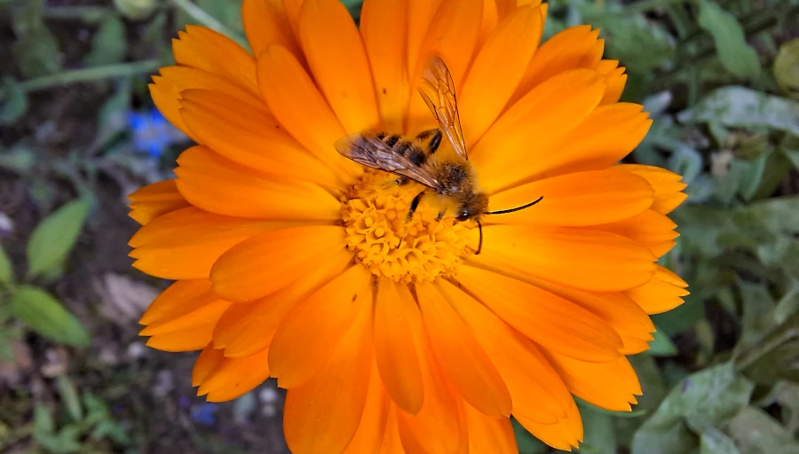 Insectentelling (juli 2025)