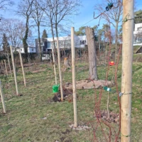 link naar blog: Rekken voor frambozen en bramen