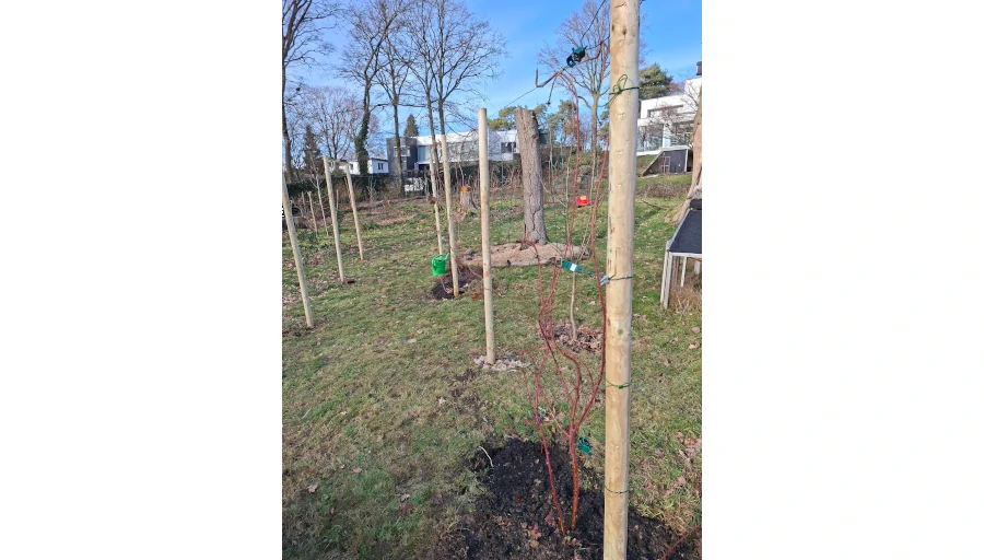 illustratie bij blog: Rekken voor frambozen en bramen