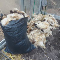 link naar blog: Schapenwol als mulch: een experiment in de moestuin