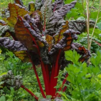 link naar blog: Snijbieten: tuinieren, recepten en biodiversiteit