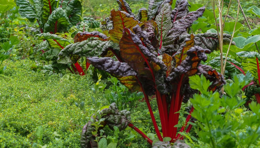 illustratie bij blog: Snijbieten: tuinieren, recepten en biodiversiteit