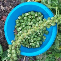 link naar blog: Spruitjes oogsten uit het voedselbos