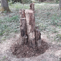 link naar blog: Een broedplaats voor het vliegend hert: hoe pak je dat aan?