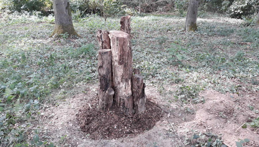 illustratie bij blog: Een broedplaats voor het vliegend hert: hoe pak je dat aan?