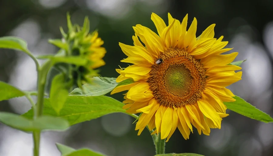 illustratie bij blog: Zonnebloem: een stralend hart in de grenstuin