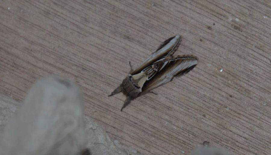 illustratie bij: Berkenbrandvlerkvlinder