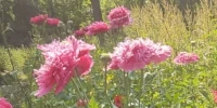 link naar: Papaver