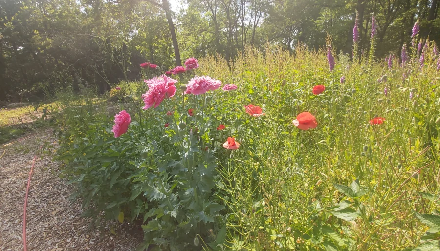 illustratie bij: Papaver