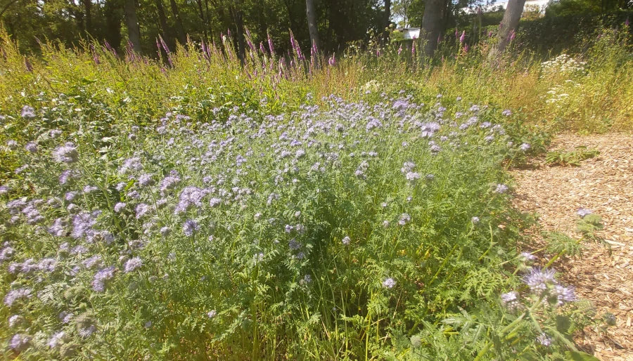 illustratie bij: Phacelia