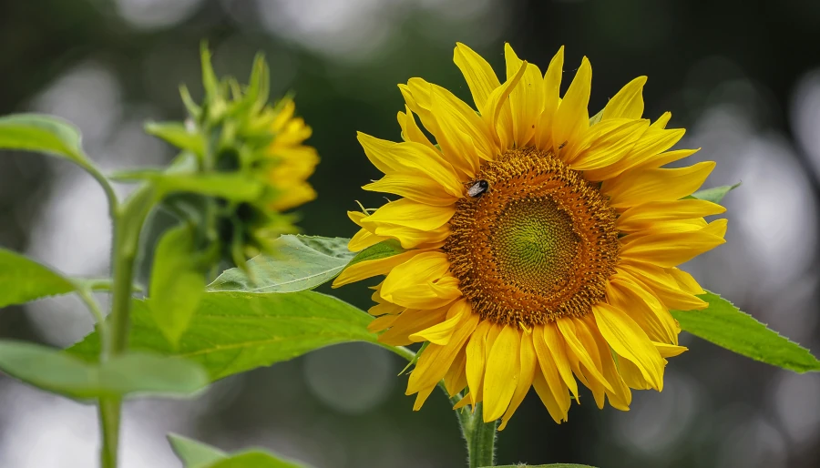 illustratie bij: Zonnebloem